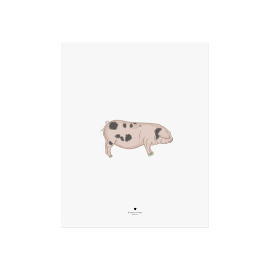 Gloucestershire old spot art print