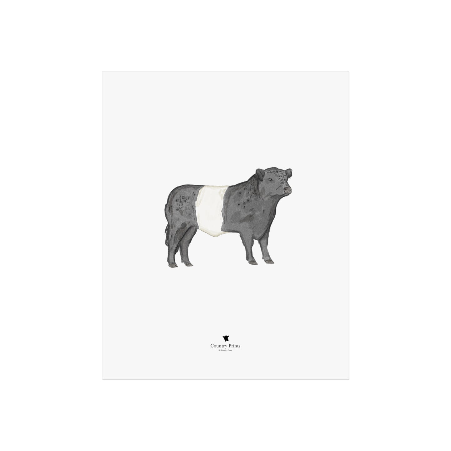 Belted Galloway bull art print