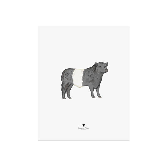 Belted Galloway bull art print